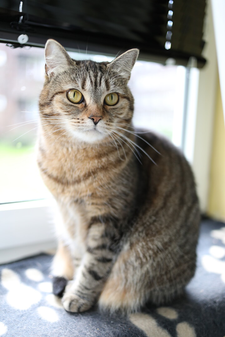 DE: Foto einer braun getigertern Europäisch-kurzhaar Katze am Fenster. Sie sitzt auf einer schwarzen Decke, die mit hellen Tatzenmuster gesprenkelt ist. Am oberen Bildran erkennt man schwarze Innenjalousien.

EN: Photo of a brown tabby European shorthair cat at the window. She is sitting on a black blanket speckled with a light-coloured paw pattern. At the top of the picture you can recognize black interior blinds.