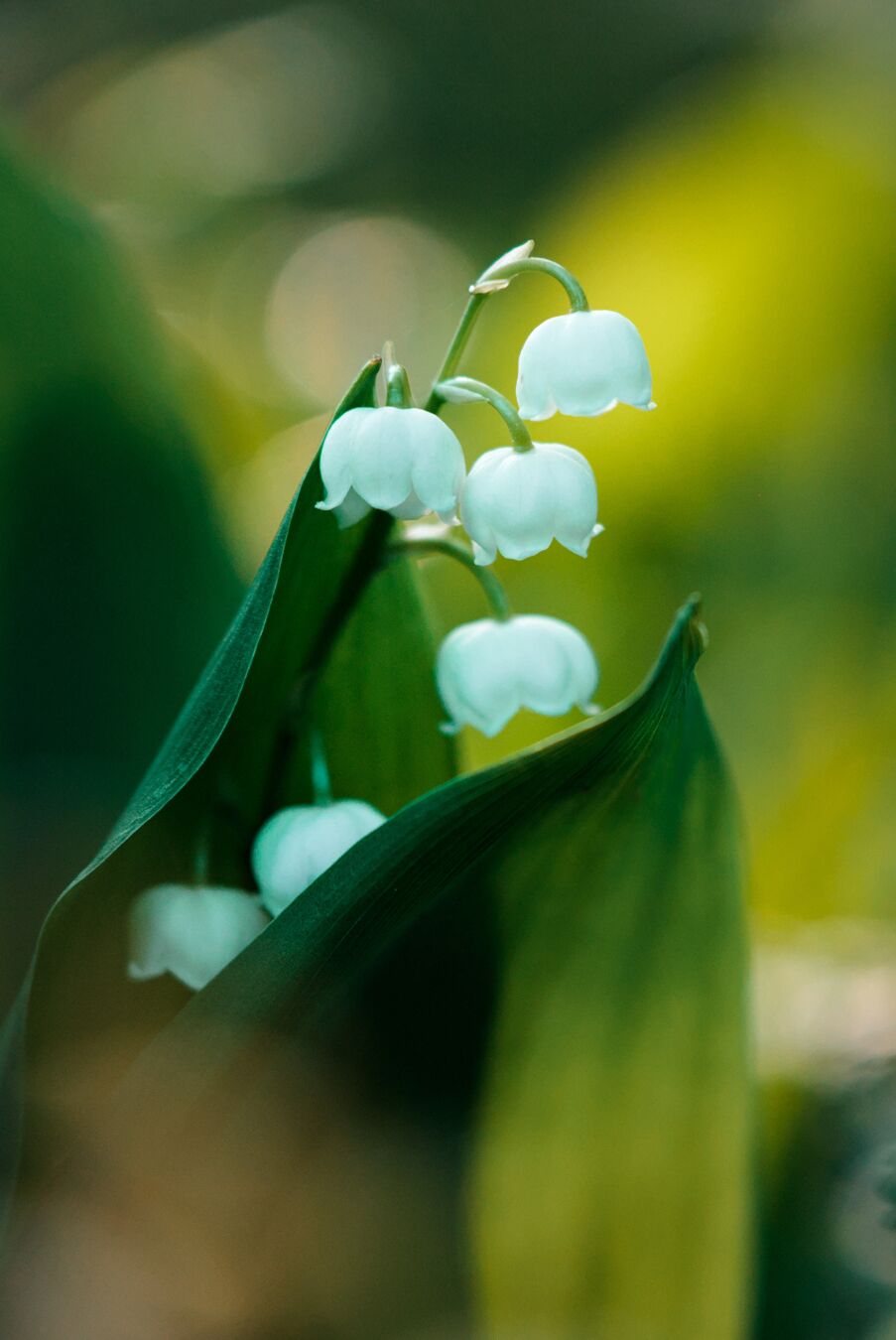 DE: Detailaufnahme von weißen Maiglöckchen umgeben von grünen Blättern. Im Hintergrund sieht man warmes Morgenlicht das die Blätter Grün leuchten lässt.

EN: A close-up of white lily of the valley surrounded by green leaves. In the background, warm morning light makes the leaves glow green.