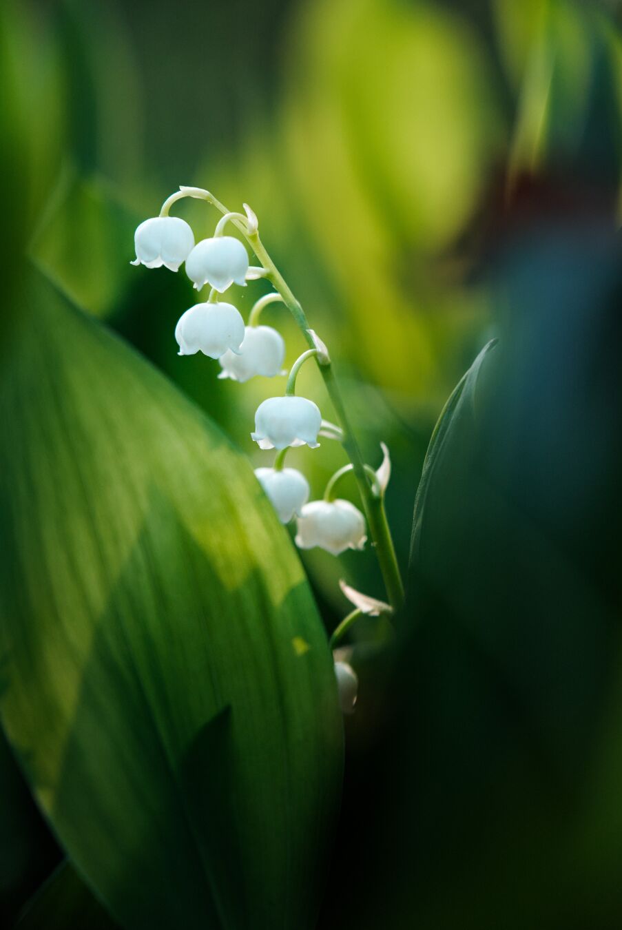DE: Foto von weißen Maiglöckchen umgeben von grünen Blättern. Im Hintergrund sieht man warmes Morgenlicht das die Blätter Grün leuchten lässt.

EN: Photo of white lily of the valley surrounded by green leaves. In the background, you can see the warm morning light making the leaves glow green.