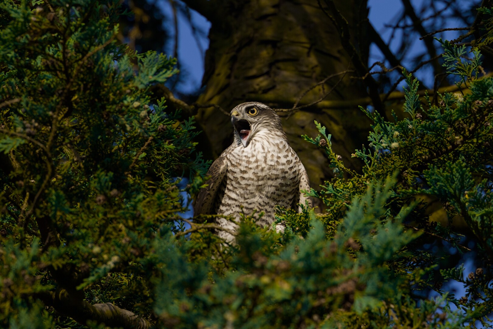 DE: Foto eines Sperbers auf einem Thujabaum. Der Vogel sitzt direkt zur Kamera und schaut links an ihr vorbei. Dabei ist sein Schnabel vom Rufen weit geöffnet und man kann die Zunge sehen. Um den Vorgel erkennt man grüne Blätter. Im Hintergrund erkannt man den Stamm des Baums.

EN: Photo of a sparrowhawk on a thuja tree. The bird sits directly in front of the camera and looks past it on the left. Its beak is wide open from calling and you can see its tongue. Green leaves can be seen around the bird's head. The trunk of the tree can be recognised in the background.