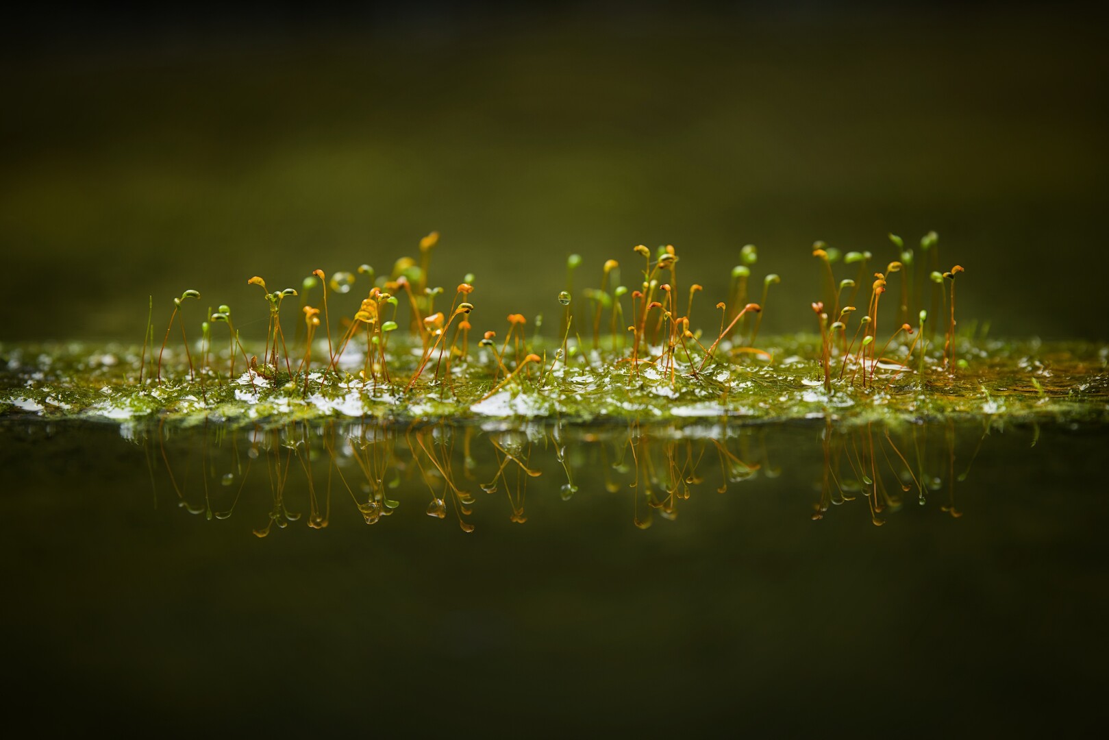 DE: Foto eines mit grünen Moos überwucherten Holzstückes auf einer Wasseroberfläche. Aus dem Moos wachsen kleine grüne und orangefarbene Sporenkapseln, die sich auf der Wasseroberfläche spiegeln. Der Hintergrund ist verschwommen grün und dunkel.

EN: Photo of a piece of wood overgrown with green moss on a water surface. Small green and orange-coloured spore capsules grow from the moss and are reflected on the surface of the water. The background is blurred green and dark.