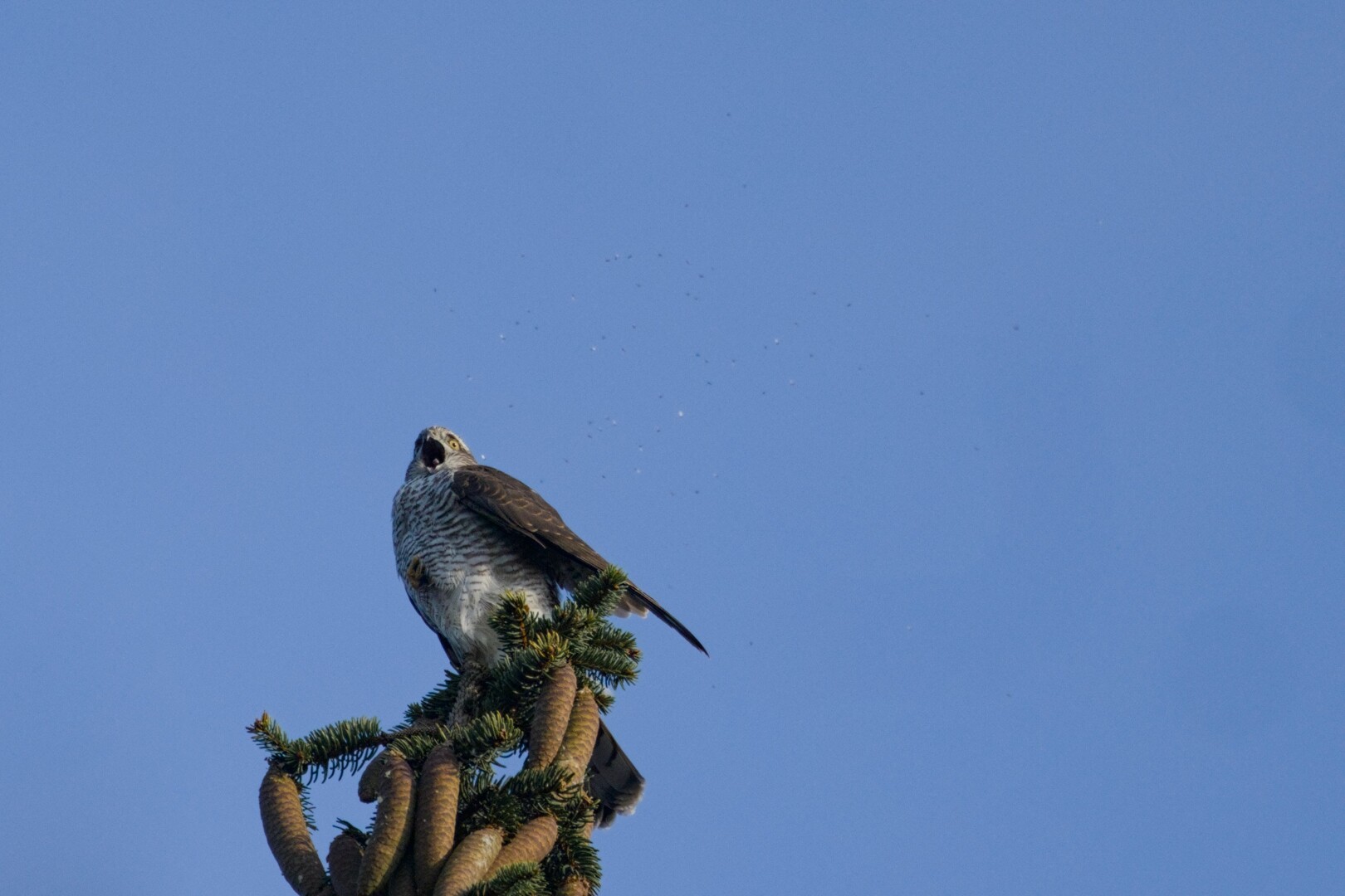 DE: Das Foto zeigt einen weiblichen Sperber auf einem Baumwipfel. Der Vogel ruft und hat den Schnabel weit offen. Das linke Bein ist unter den Bauchfedern versteckt und ragt nur ein wenig heraus. Im Hintergrund sieht man viele kleine Mücken und es sieht so aus, als würde der Vogel um Hilfe rufen.

EN: The photo shows a female sparrowhawk on a treetop. The bird is calling and has its beak wide open. The left leg is hidden under the belly feathers and only sticks out a little. In the background you can see many small midges and it looks as if the bird is calling for help.