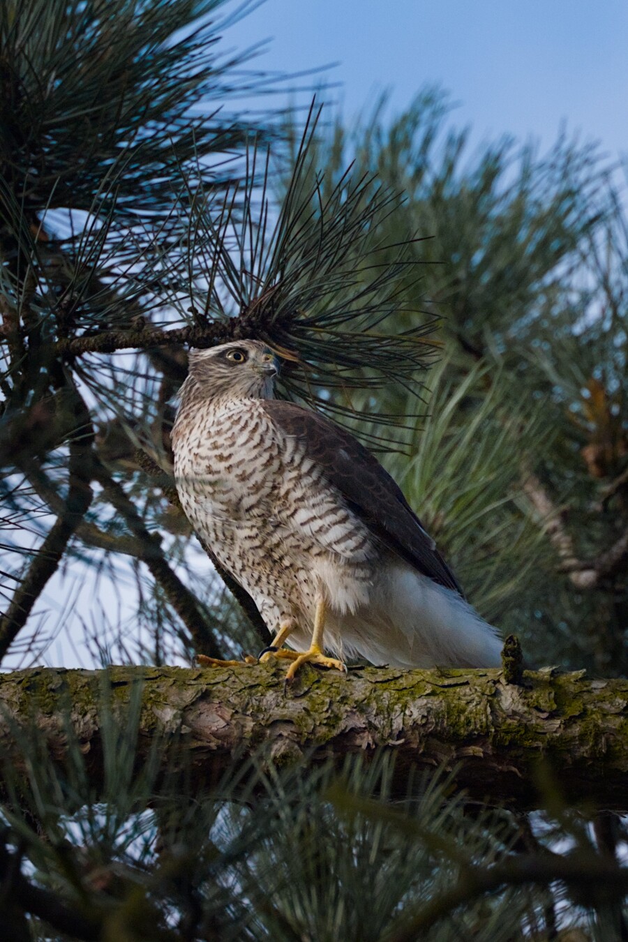 DE: Foto eines Sperbers auf einer Kiefer. Der Vogel sitzt nach links seitlich zur Kamera und schaut nach rechts. Unter dem Vogel sieht man einen dicken, leciht mit moos bewachsenen Ast. Im Vorder- und Hintergrund erkennt man Kiefernadeln.

EN: Photo of a sparrowhawk on a pine tree. The bird is sitting to the left of the camera and looking to the right. Below the bird you can see a thick branch covered lightly with moss. Pine needles can be seen in the foreground and background.