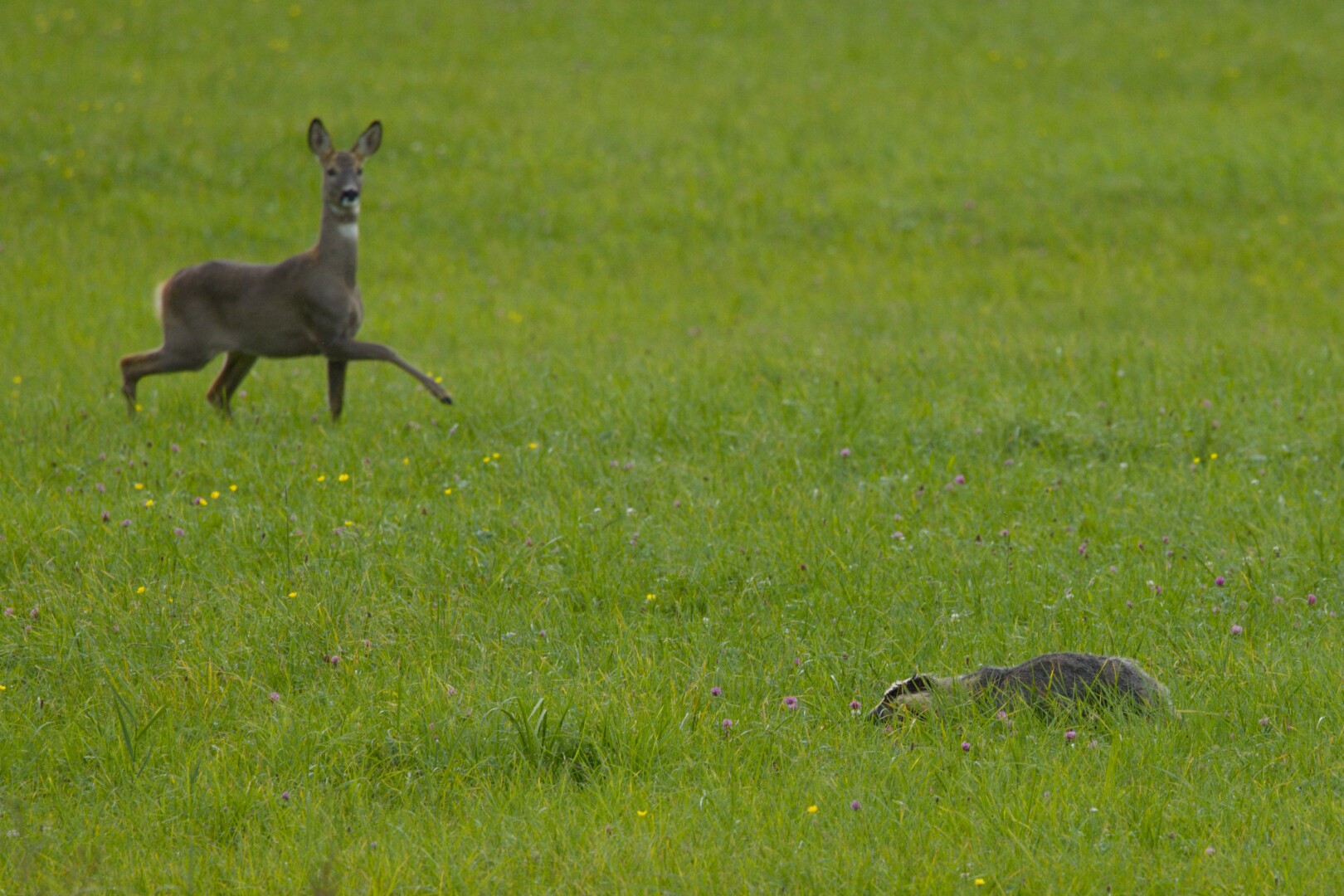 DE: Foto eines Dachses und eines Rehs auf einer grünen Wiese. Der Dachs läuft von unten rechts, das Reh von oben links ins Bild. 

EN: Photo of a badger and a deer in a green meadow. The badger enters the picture from the bottom right, the deer from the top left.