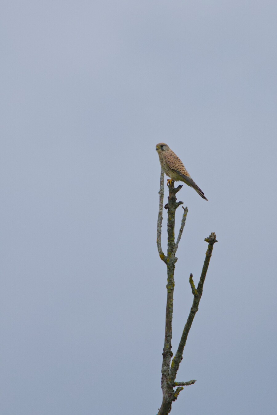 DE: Ein Turmfalke sitzt auf einem flechtenbewachsenen Ast und schaut nach links. Der Hintergrund ist ein helles blau.

EN: A kestrel sits on a lichen-covered branch and looks to the left. The background is a light blue.