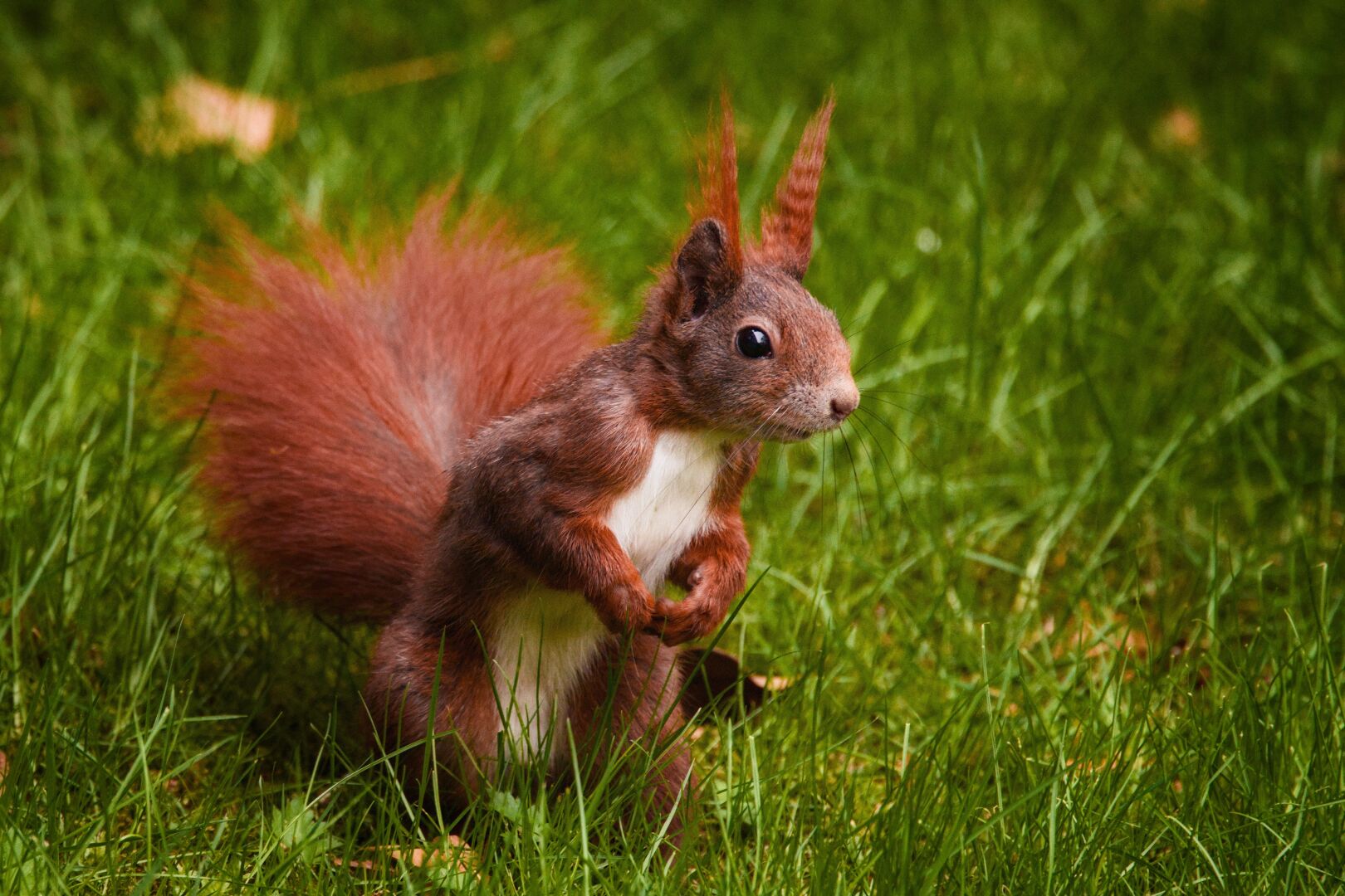 DE: Foto eines muskulösen Eichhörnchen das auf einer Wiese steht und seine Hände vor sich zusammen hält. Man erkennt den buschigen Schwanz und spitze Haarbüschel an den Ohren.

EN: Photo of a muscular squirrel standing in a meadow and holding its hands together in front of it. You can see the bushy tail and tufts of hair on the ears.