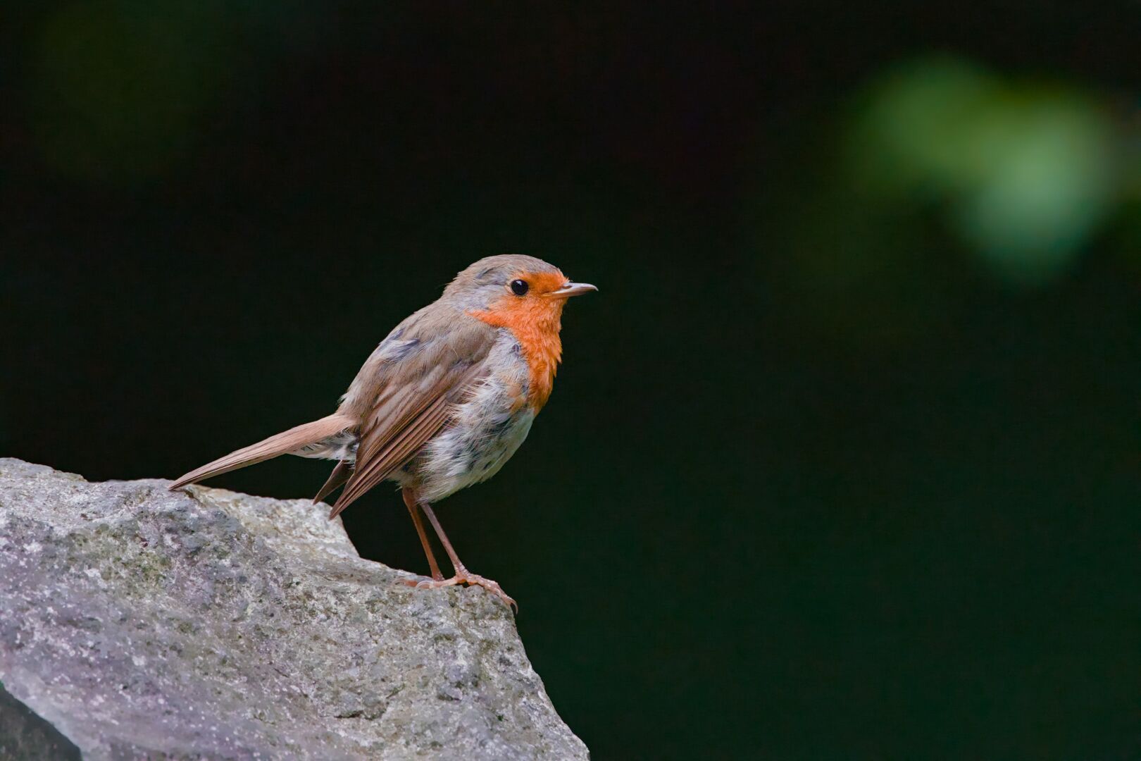 DE: Ein Rotkehlchen sitzt auf einem hellen Stein links im Bild und schaut nach rechts. Die orange/roten Brustfedern sind gut erkennbar. Der Hintergrund ist verschwommen dunkelgrün.

EN: A robin is sitting on a light-coloured stone on the left side of the image and looking to the right. Its orange/red breast feathers are clearly visible. The background is blurred dark green.