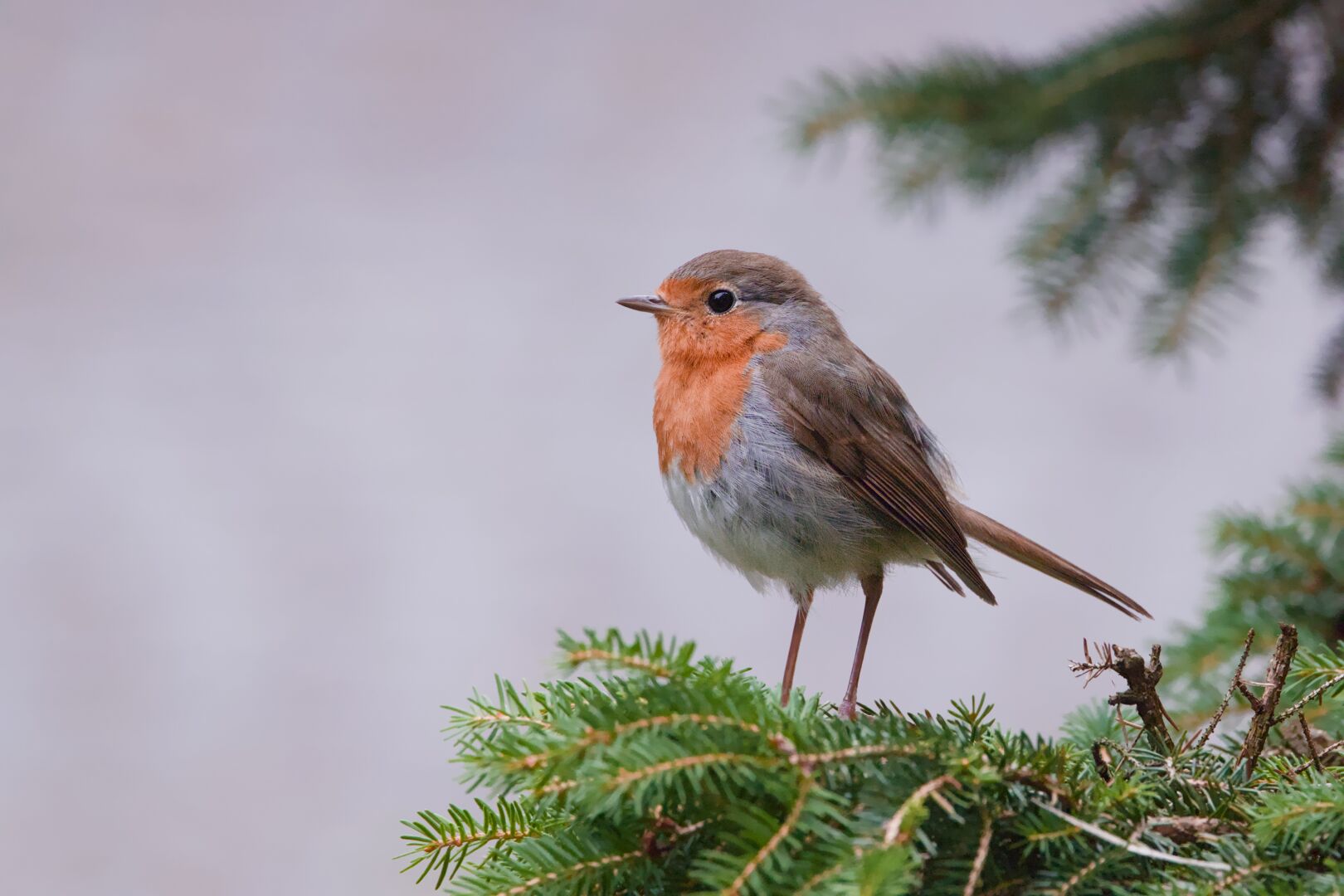 DE: Foto eines Rotkehlchens das auf einer Nestfichte sitzt und nach links schaut. Man erkennt das rote Brustgefieder und die braunen Federn und Kopf und Flügel. Der Hintergrund ist verschwommen grau.

EN: Photo of a robin sitting on a nest spruce and looking to the left. You can recognise the red breast feathers and the brown feathers and head and wings.