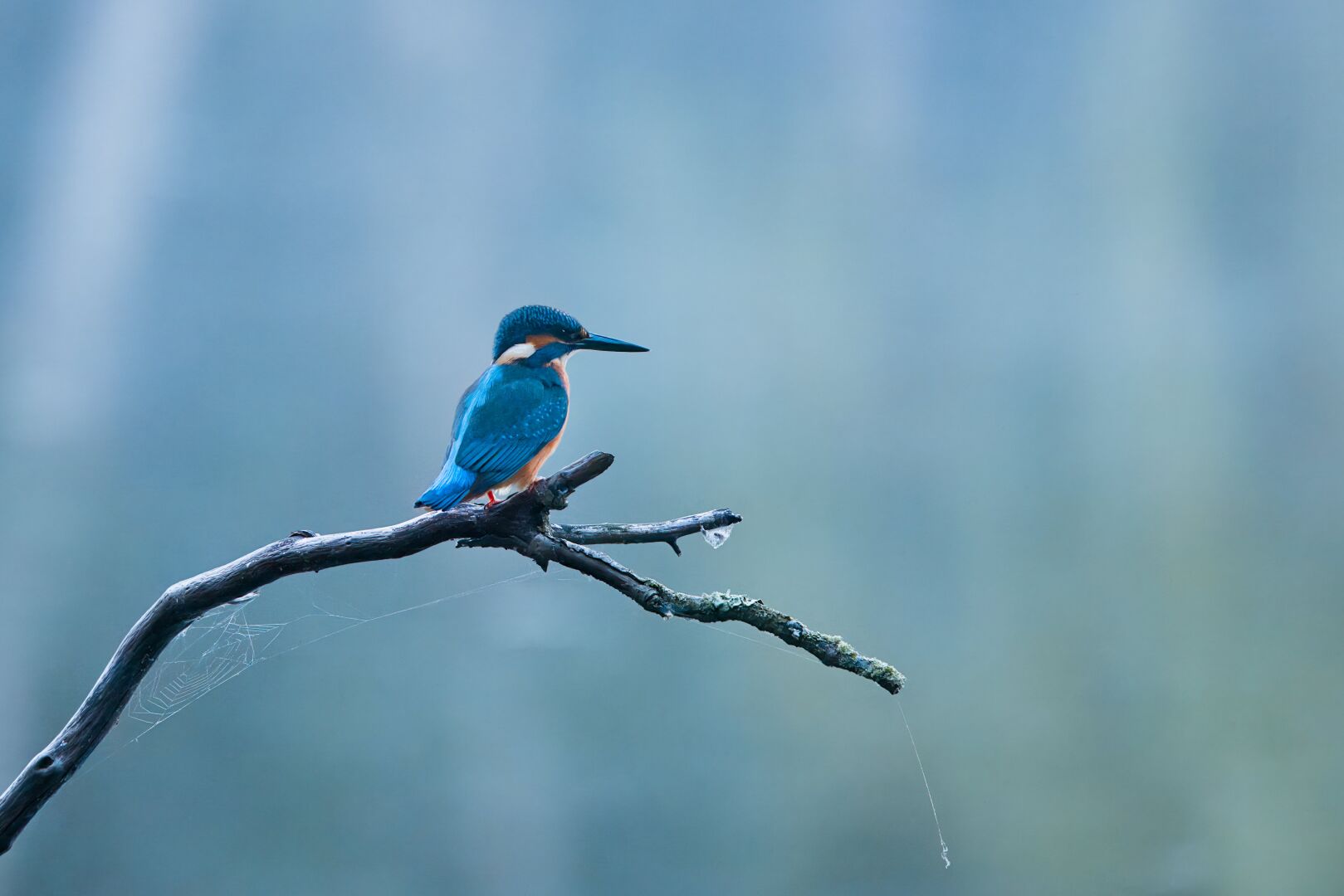 DE: Ein Eisvogel sitzt auf einem Ast und schaut nach rechts. Flechten bedecken den Ast und Spinnweben hängen von ihm herab. Der Hintergrund ist verschwommen und grünlich-blau.

EN: A kingfisher sits on a branch and looks to the right. Lichens cover the branch and spider webs hang down from it. The background is blurred and greenish-blue.