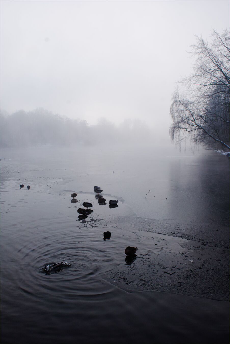 DE: Blick auf einen vereisten Fluss und einer offenen Wasserstelle im Vordergrund. Viele Enten sitzen auf dem Eis und ein paar wenige schwimmen im Wasser. Der Hintergrund ist nebelig und man kann Bäume erkennen.

EN: View of a frozen river and an open waterhole in the foreground. Many ducks are sitting on the ice and a few are swimming in the water. The background is foggy and trees can be seen.