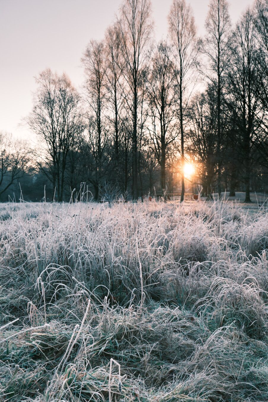 DE: Blick auf eine Wiese mit gefrorenem Reif auf Gräsern im Vordergrund und Sonne, die durch Bäume scheint im Hintergrund.

EN: View of a meadow with frost on the grass in the foreground and the sun shining through the trees in the background.