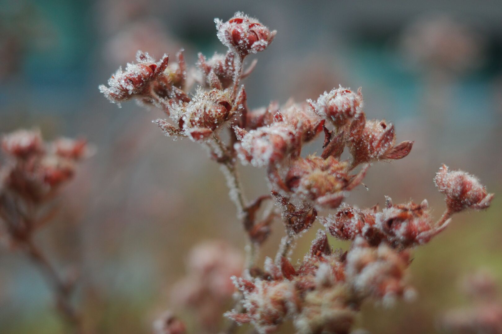 DE: Das Bild zeigt eine Nahaufnahme einer Pflanze mit vielen kleinen, roten Blütenknospen, die mit einer dünnen Schicht Raureif oder Frost bedeckt sind. Der Hintergrund ist unscharf und zeigt einen verschwommenen grün-blauen Farbverlauf. Der Fokus liegt auf den detailreichen, frostbedeckten Knospen im Vordergrund. Das Bild wirkt ruhig und winterlich.

EN: The picture shows a close-up of a plant with many small, red flower buds covered with a thin layer of hoarfrost or frost. The background is out of focus and shows a blurred green-blue colour gradient. The focus is on the detailed, frost-covered buds in the foreground. The picture appears calm and wintry.